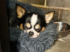 -张记牛肉面馆(天津路店)