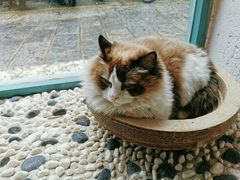 -喵屿·大理花园猫咖