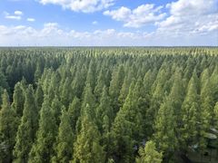 -黄海国家森林公园