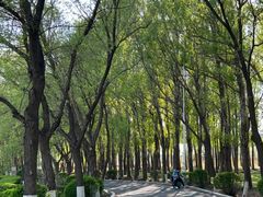 -丁香湖公园
