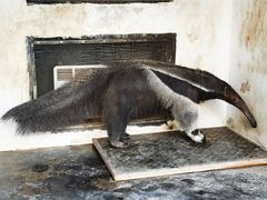 -上海野生动物园