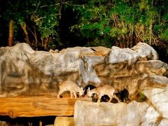 -清迈夜间动物园