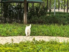 -爪吧宠物乐园 (温榆河示范区店)