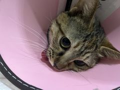 -暖阳宠物医院·犬猫康复中心·骨科
