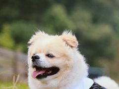 -趣多多宠物公园·宠物训犬学校·宠物寄养