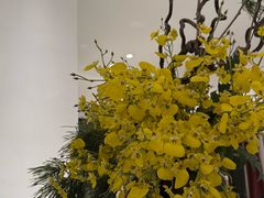 -大鸽饭(岗顶店)