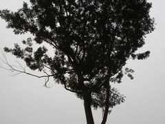 -重庆市江北嘴中央商务区中央公园