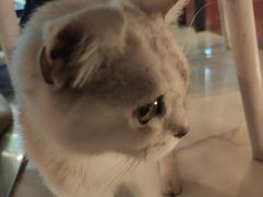 -猫爷宠物生活馆·撸猫馆