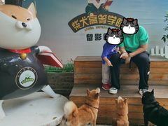 -柴犬高等学院·狗咖·柴犬售卖·宠物训练