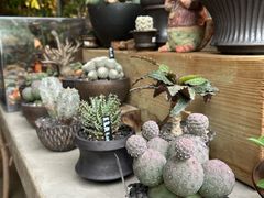 -自由生长植物工作室(深港花卉中心店)