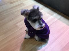 -PETKIT小佩宠物(昭化店)