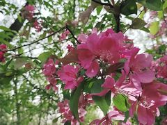 -长白岛森林公园