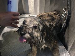 -PETKIT 小佩宠物·低压洗护·美容·寄养(安远店)