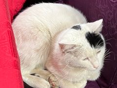 -蜀膳坊(洪公祠小区店)