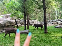 -北京野生动物园