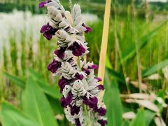 -白鹭湾湿地公园