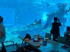 -海棠湾洲际-涛·海底餐厅·美人鱼·自助餐·海底隧道