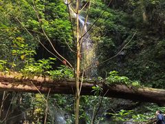 -莫里热带雨林景区
