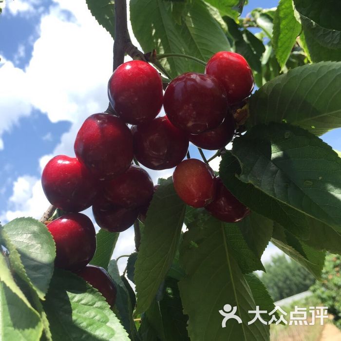 樱桃,草梅采摘园