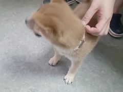 -安安宠医·安宠宠物医院