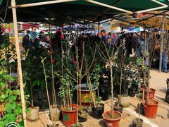 -中环花鸟鱼虫市场