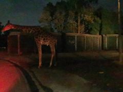 -清迈夜间动物园