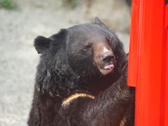 -北京野生动物园