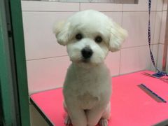 -喵宠乐园·撸猫互动·猫舍