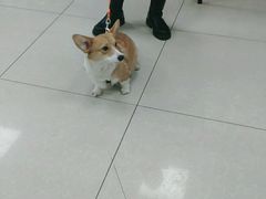 -天时宠物医院24小时疑难病例会诊中心(顾乡大街总院)
