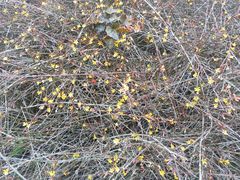 -梁鸿国家湿地公园