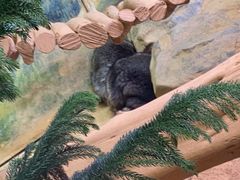 -正佳雨林生态植物园