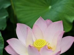 -四川大学(华西校区)