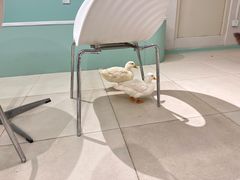 -怪兽屋·羊驼·猫咖·狗咖(俊华广场店)