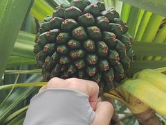 -深圳仙湖植物园