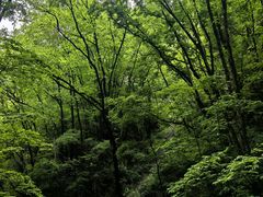 -牛背梁国家森林公园