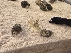 -欢乐海岸海洋奇梦馆