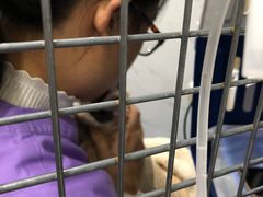 -伟伟宠物医院·CT影像中心·瑞派犬猫综合性门诊(汉口总院)