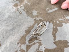 -南汇新城海滩