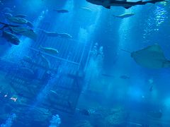 -迪拜水族馆及水下动物园