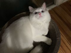-猫大福·Fortune Cat猫舍(百子湾店)