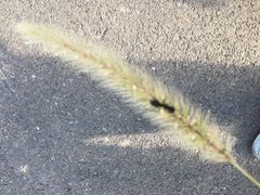 -武汉紫薇都市田园