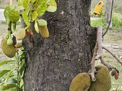 -庭苑美食中心·陈皮烧鹅·海鲜(台山店)