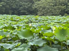 -白鹭湾湿地公园
