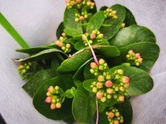 -秦美花卉(天朗·莱茵小城2期店)