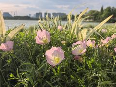 -贡湖湾湿地公园