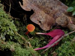 -云南屏边大围山国家公园