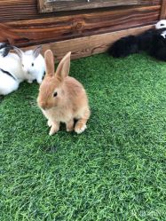 -萌宠亲子动物乐园(槐房万达店)