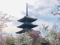 -武汉大学-樱园