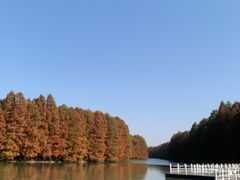 -上海海湾国家森林公园