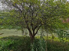 -广东花都湖国家湿地公园